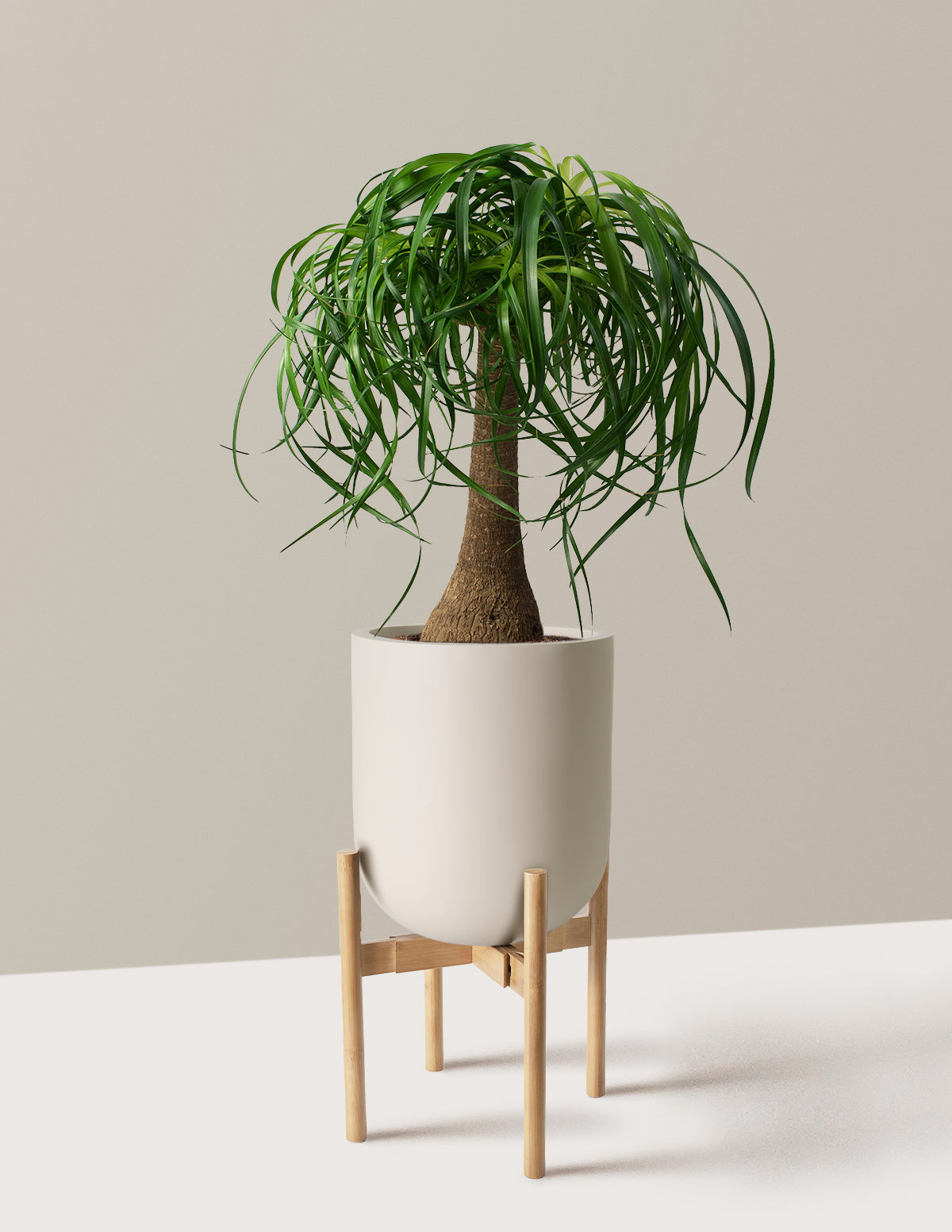 Ponytail Palm (Beaucarnea recurvata)