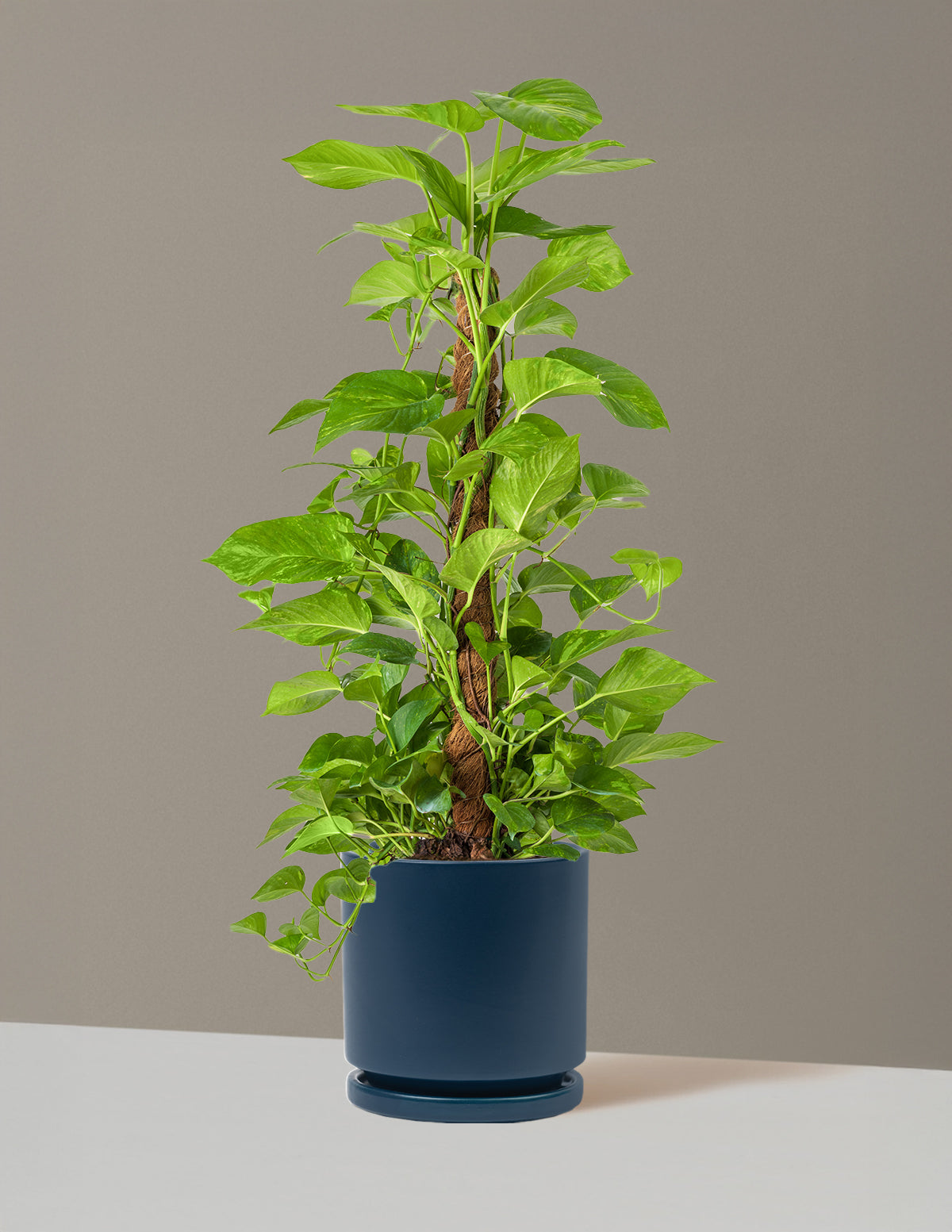 Golden Pothos Totem