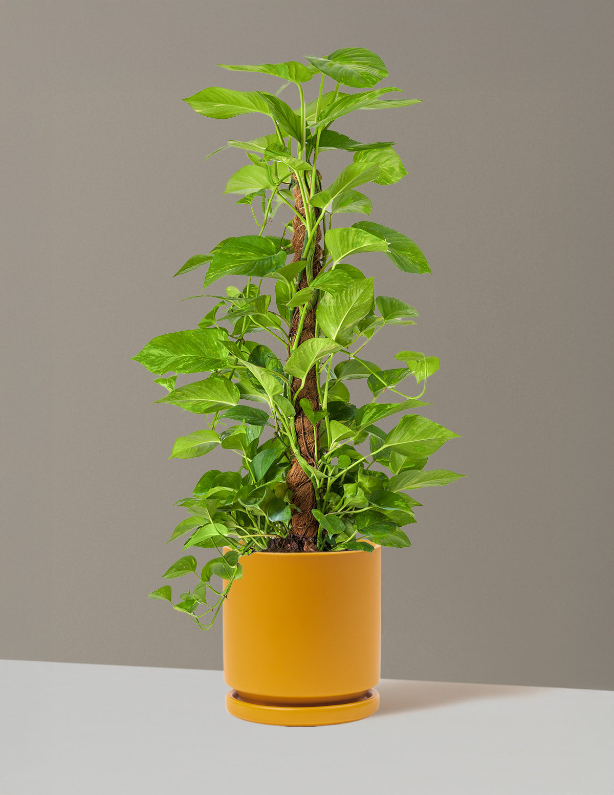 Golden Pothos Totem