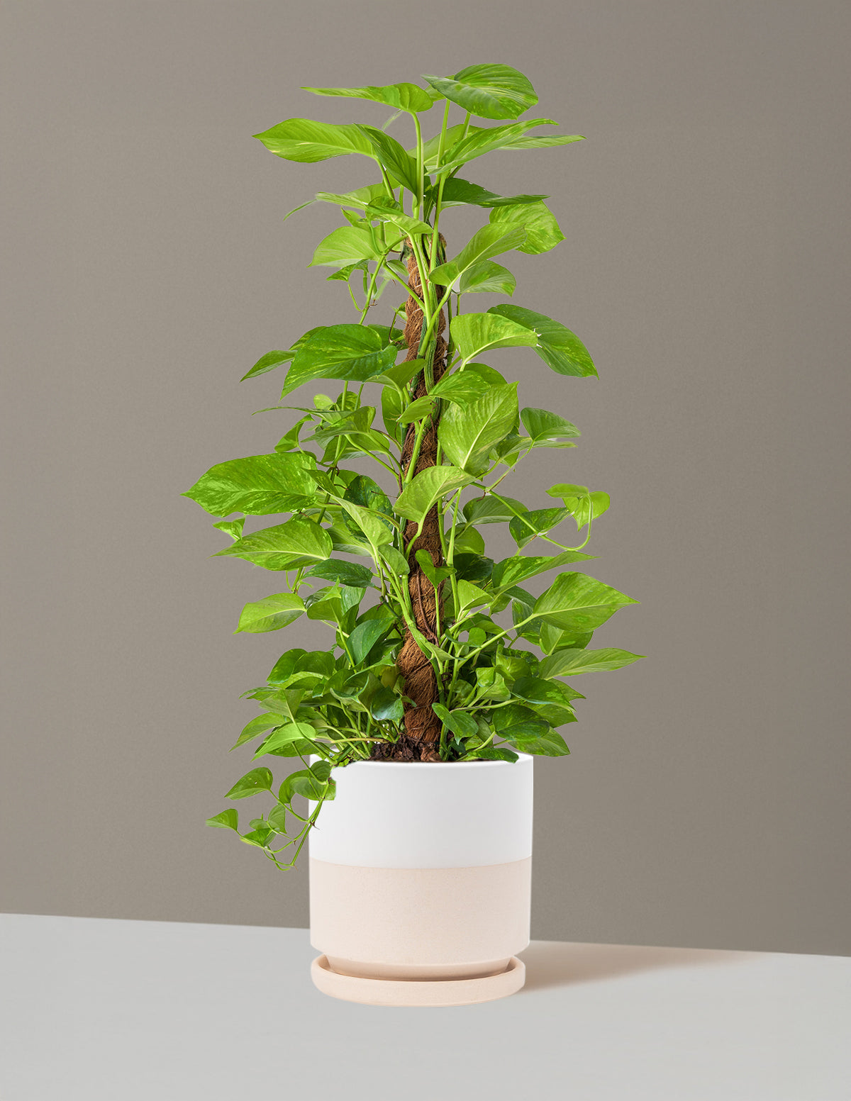 Golden Pothos Totem