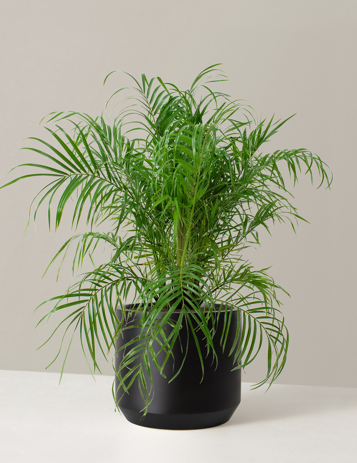 Büyük Cüce Hurma Palmiyesi (Pygmy Date Palm)