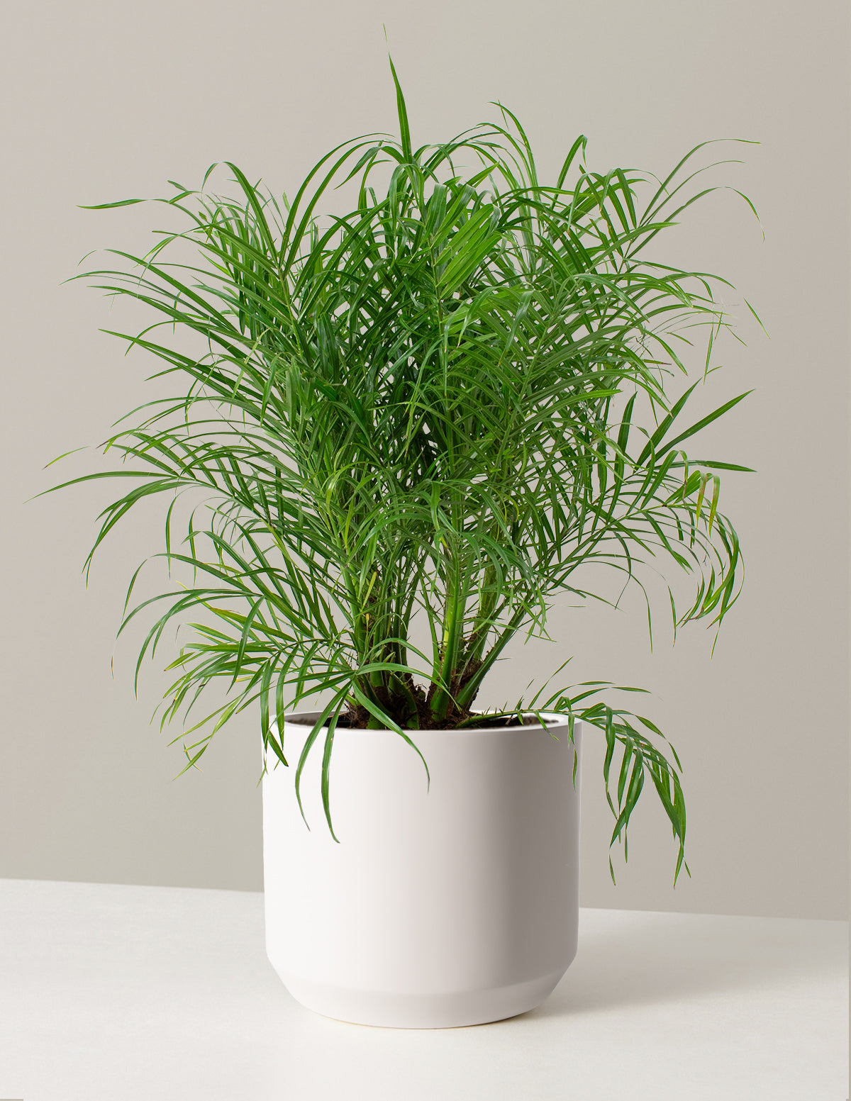 Büyük Cüce Hurma Palmiyesi (Pygmy Date Palm)