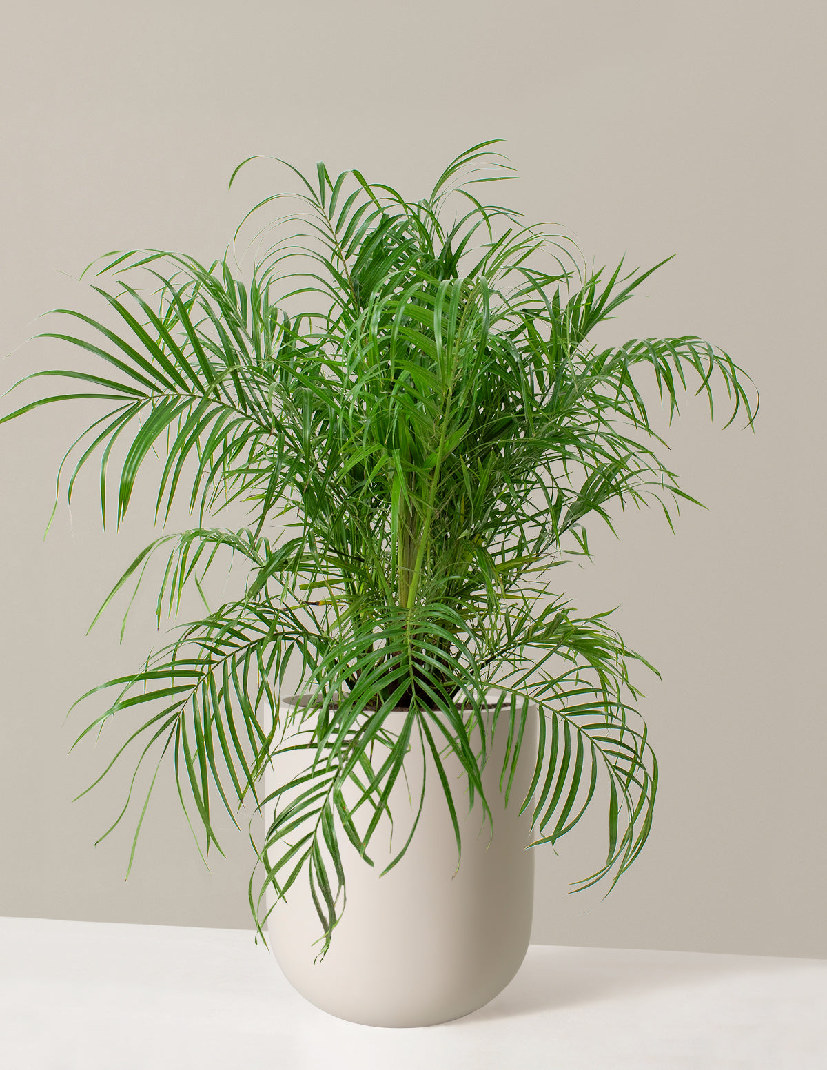Büyük Cüce Hurma Palmiyesi (Pygmy Date Palm)