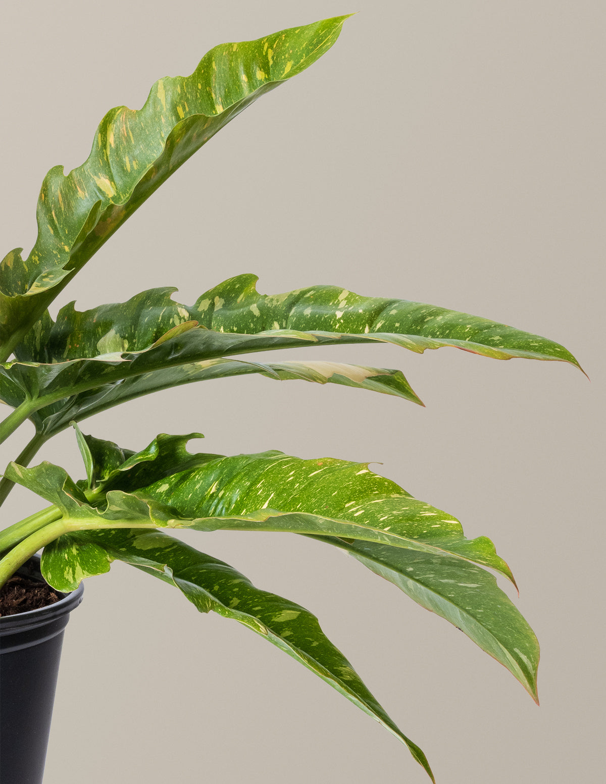 Fancy Philodendron Parti Paketi