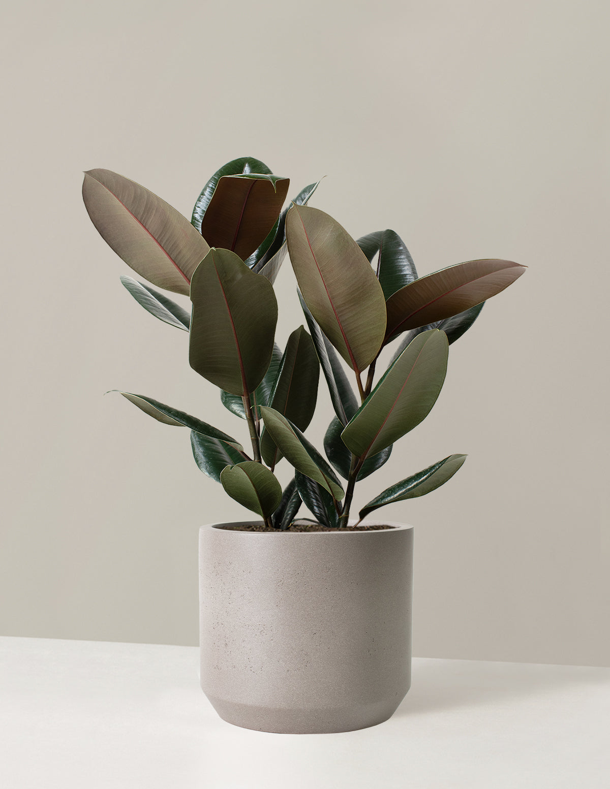 Ficus Burgundy Kauçuk Bitkisi