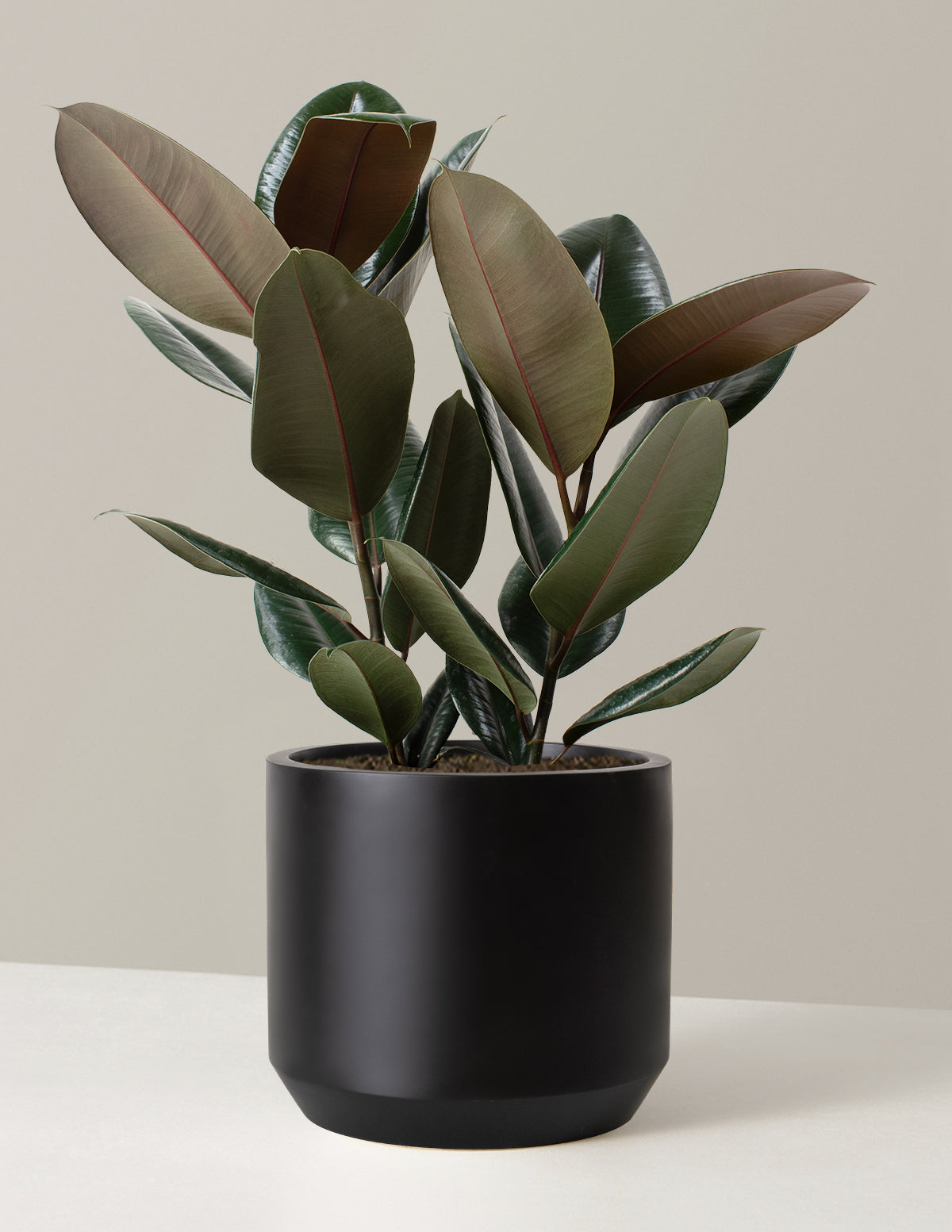 Ficus Burgundy Kauçuk Bitkisi