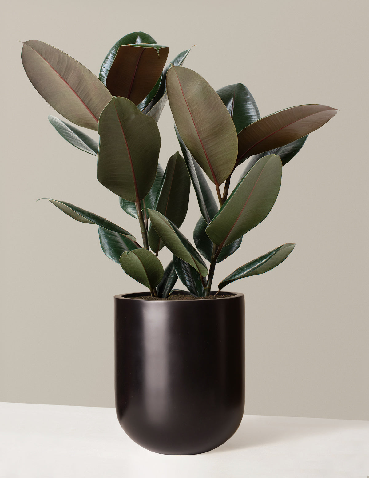 Ficus Burgundy Kauçuk Bitkisi