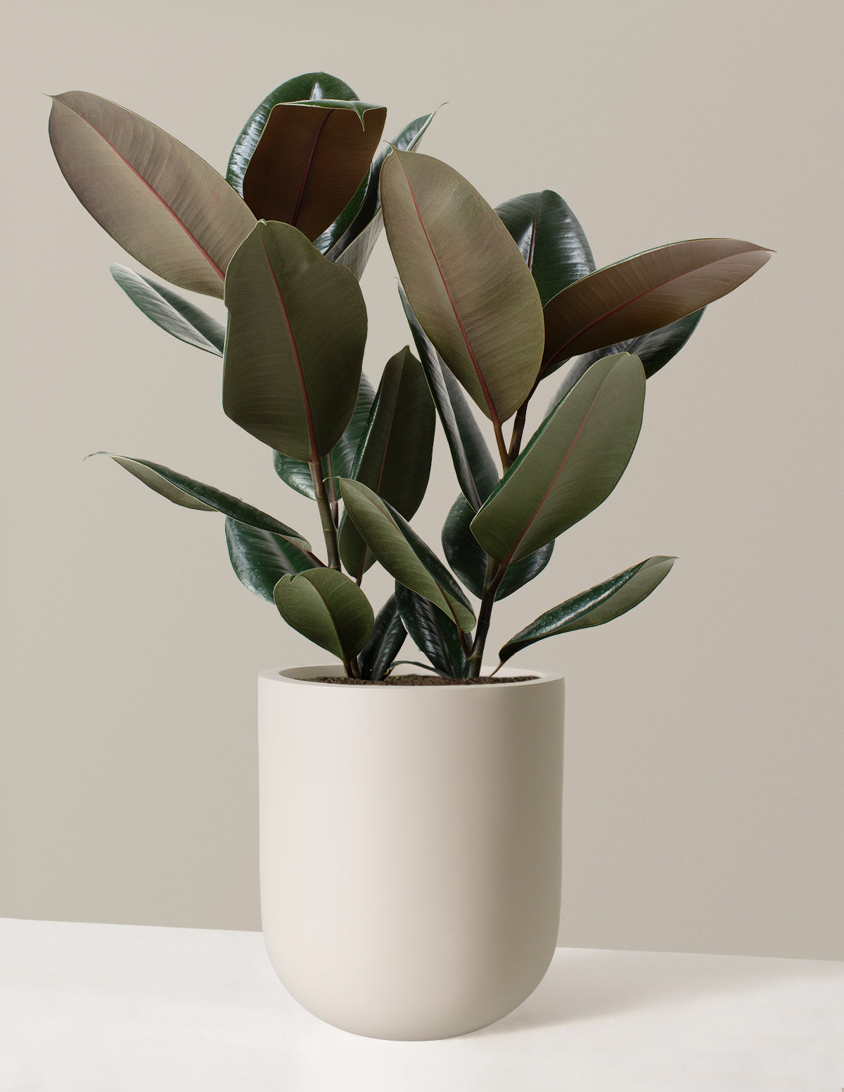 Ficus Burgundy Kauçuk Bitkisi