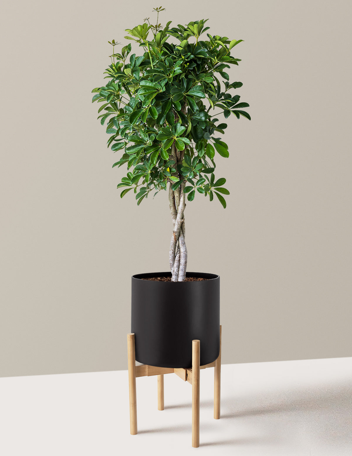 Örgü Gövdeli Schefflera Arboricola