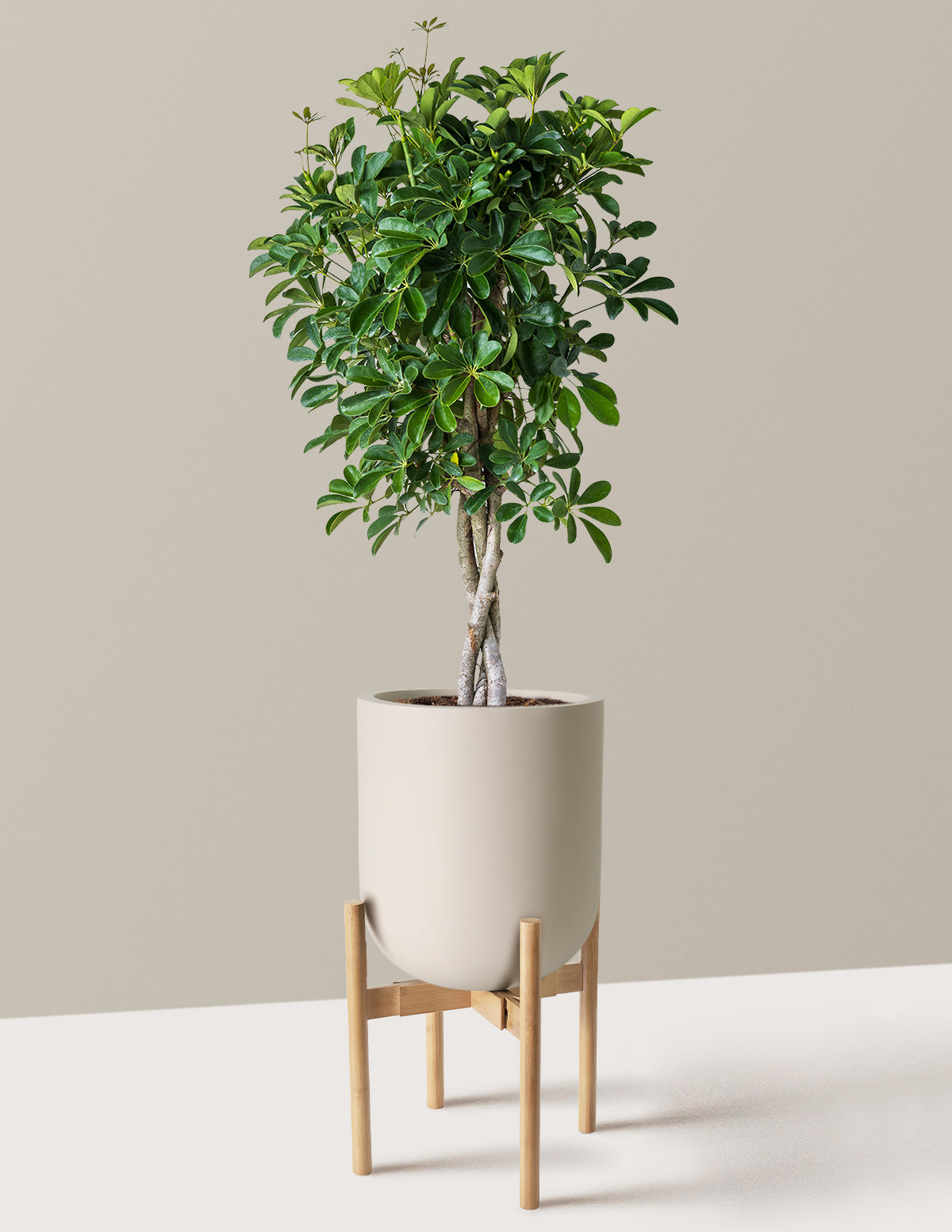 Örgü Gövdeli Schefflera Arboricola