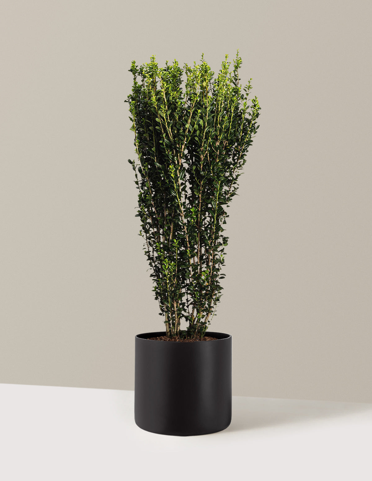 Sky Pencil Holly (Ilex crenata)