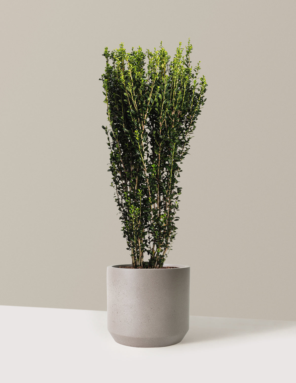Sky Pencil Holly (Ilex crenata)