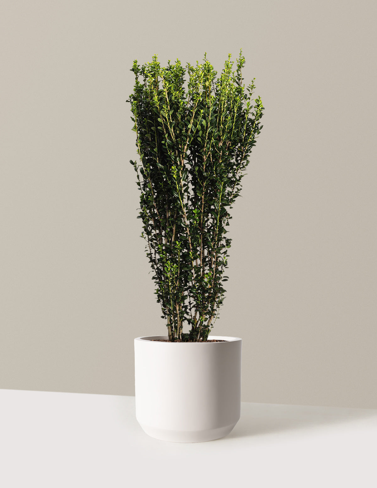 Sky Pencil Holly (Ilex crenata)
