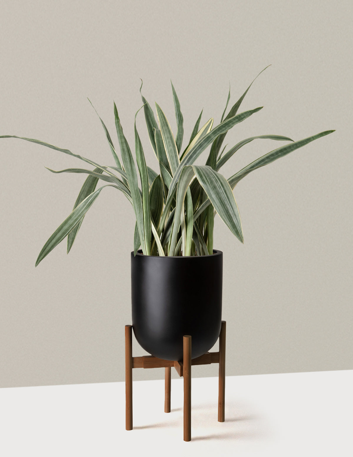 Büyük Boy Snake Plant 'Sayuri'