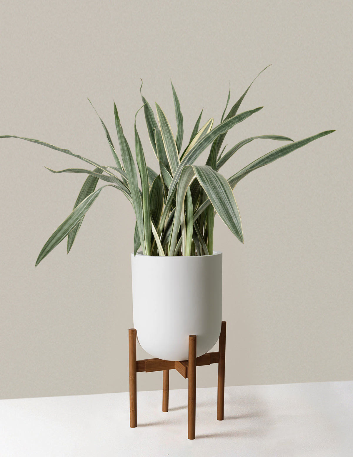 Büyük Boy Snake Plant 'Sayuri'