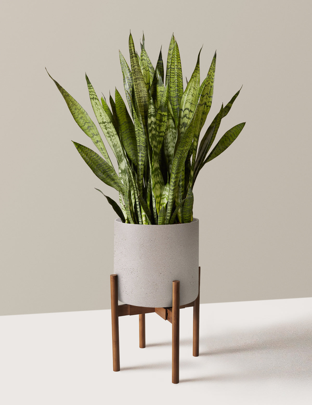 Paşa Kılıcı (Snake Plant) Zeylanica