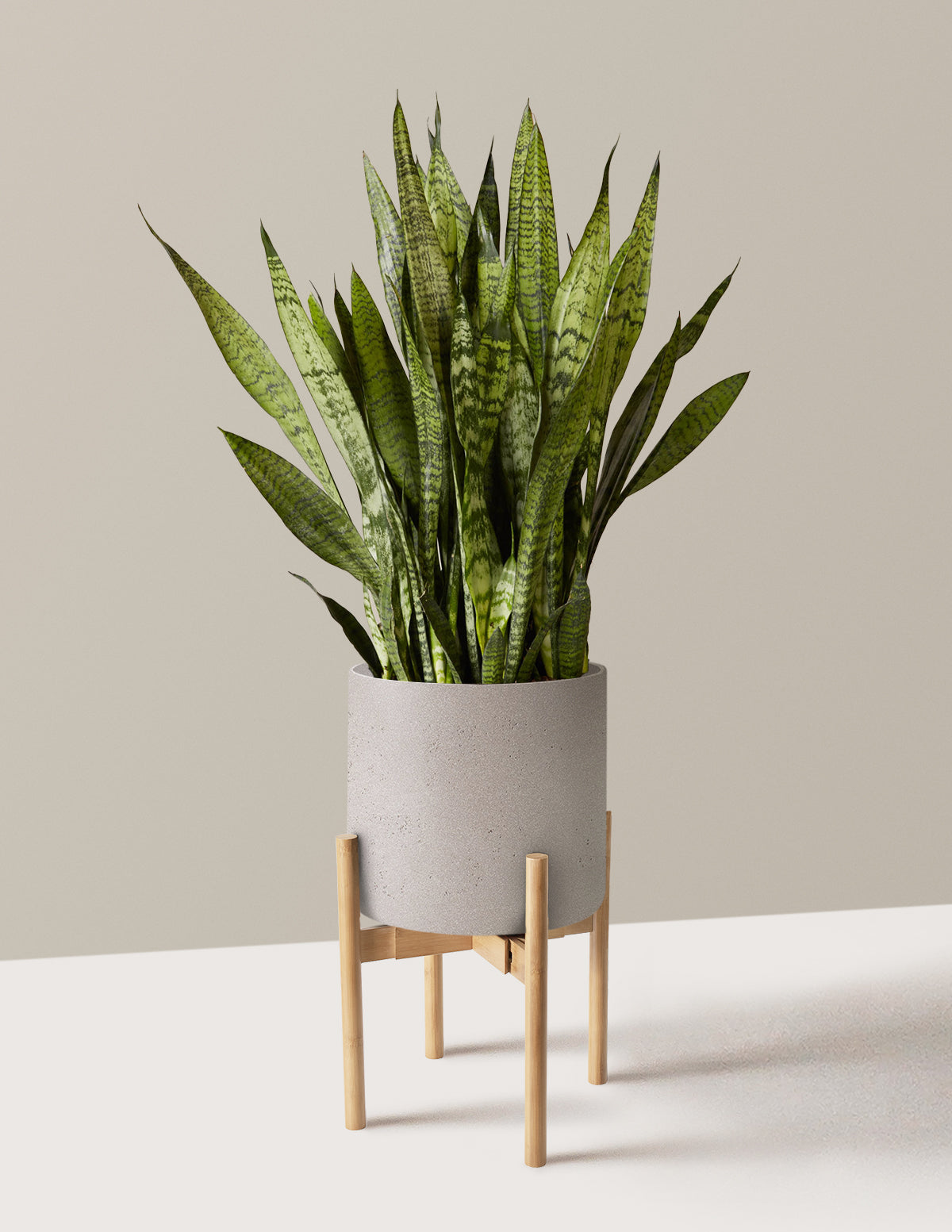 Paşa Kılıcı (Snake Plant) Zeylanica