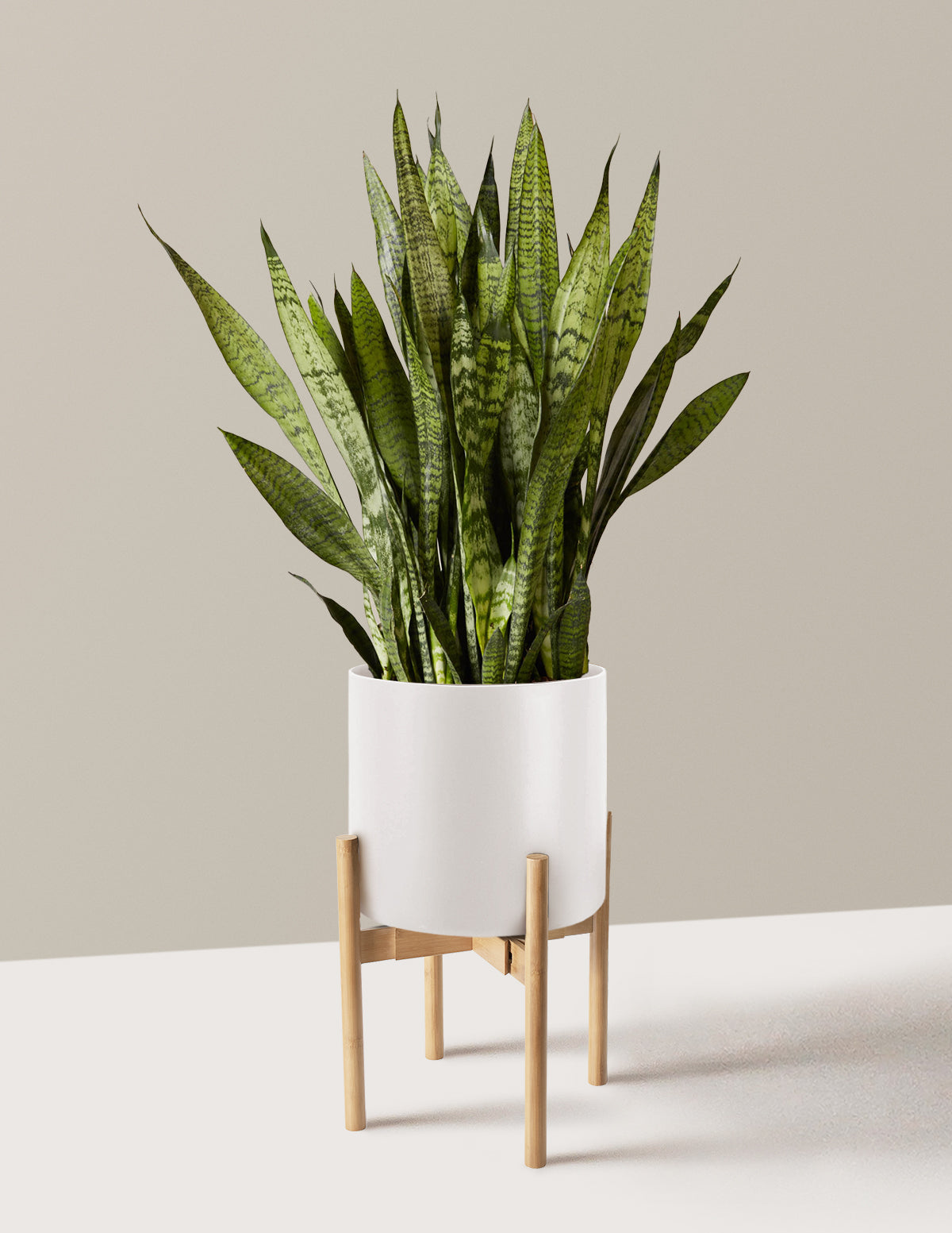 Paşa Kılıcı (Snake Plant) Zeylanica