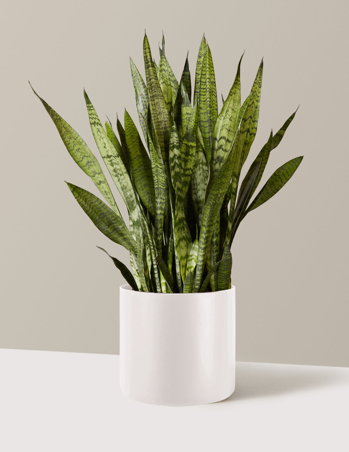 Paşa Kılıcı (Snake Plant) Zeylanica