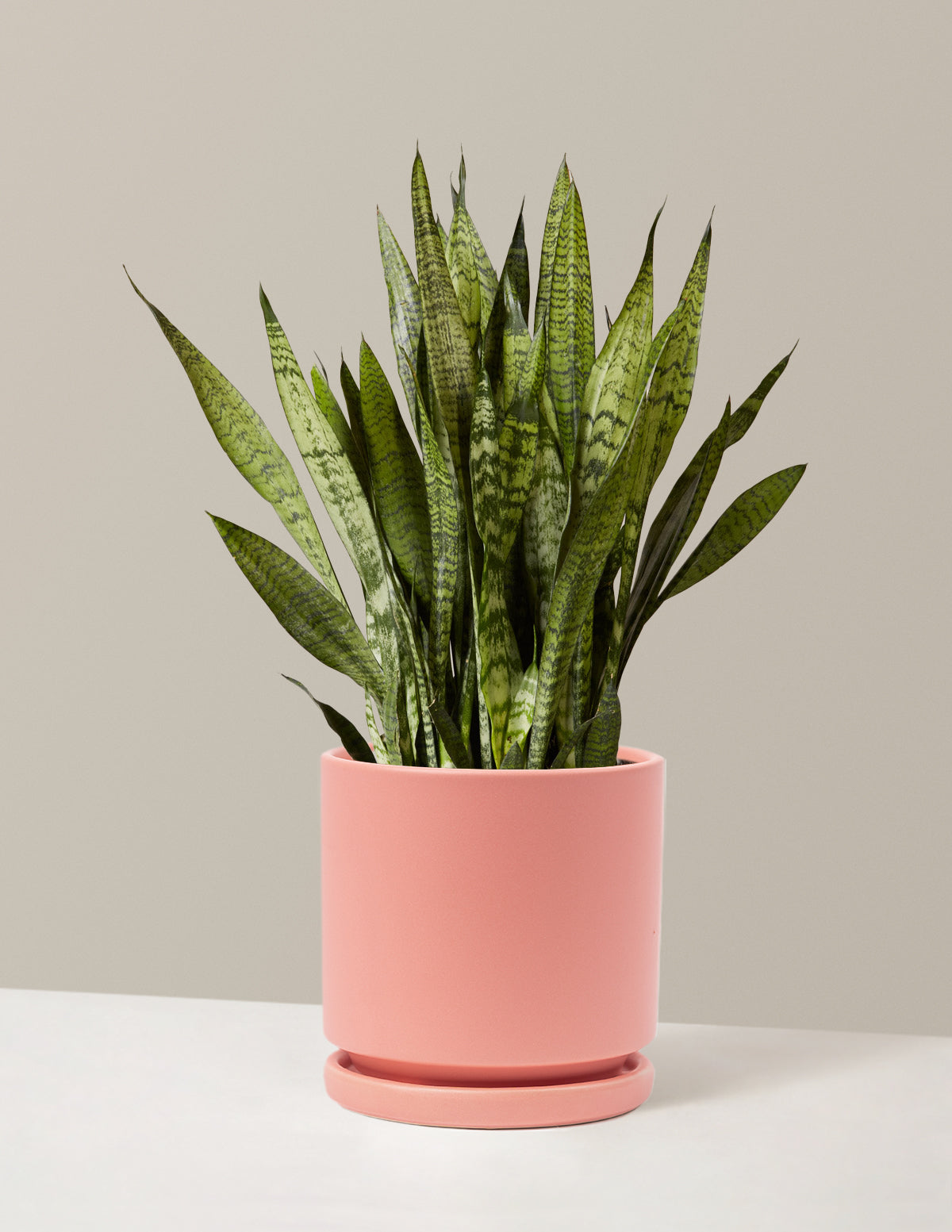 Paşa Kılıcı (Snake Plant) Zeylanica