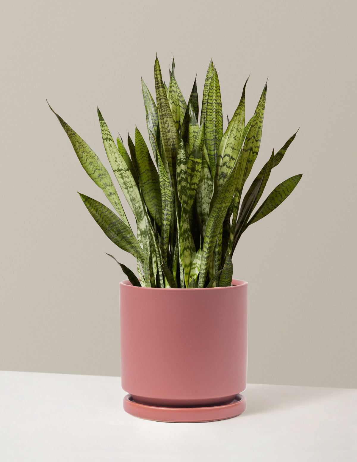 Paşa Kılıcı (Snake Plant) Zeylanica