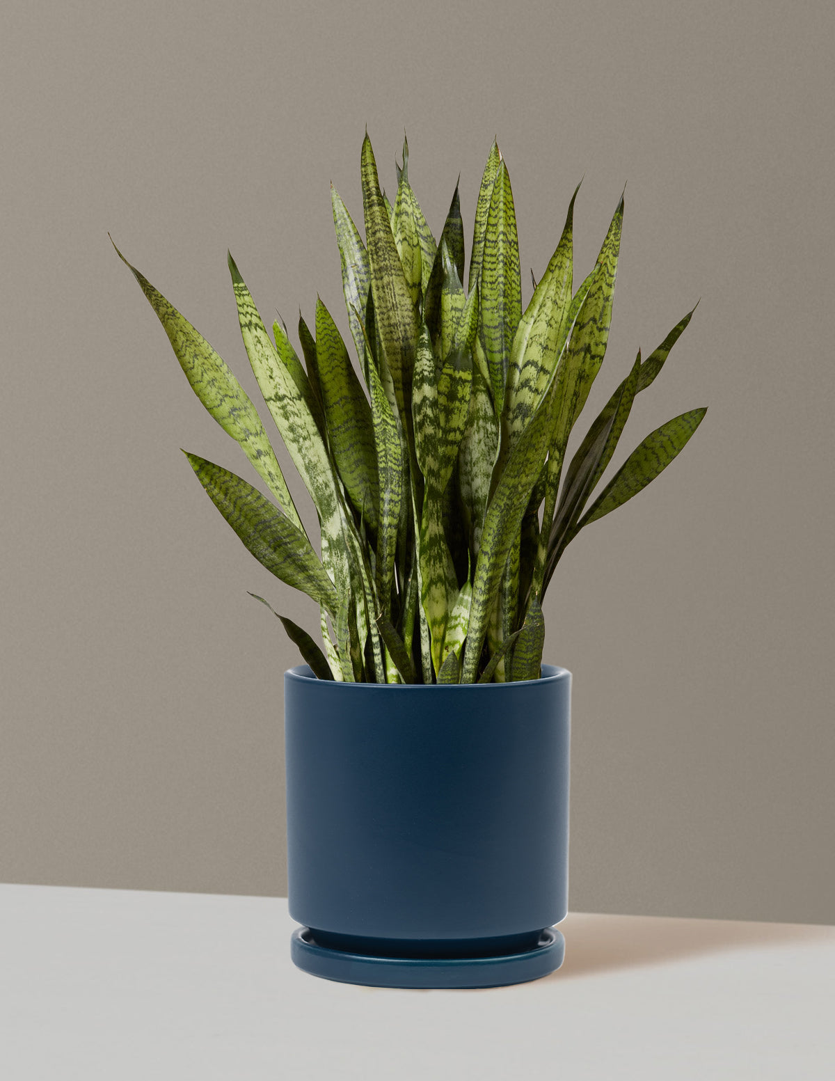Paşa Kılıcı (Snake Plant) Zeylanica
