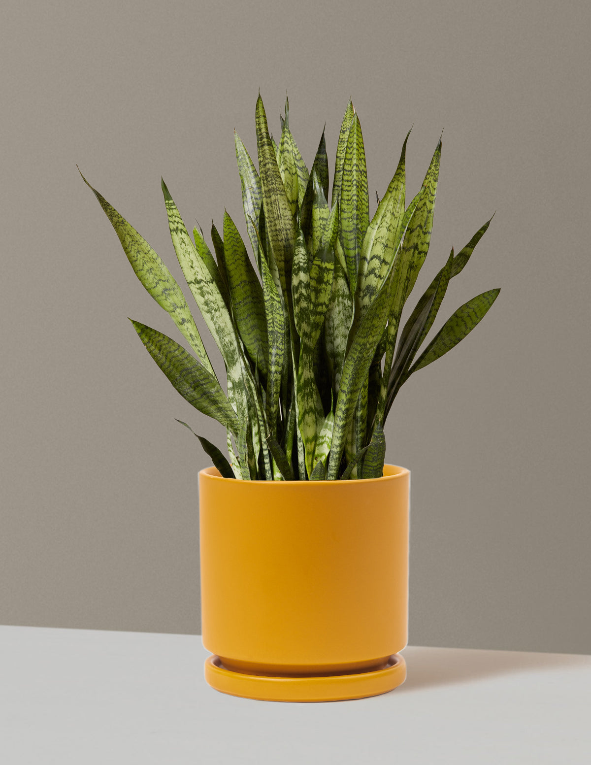 Paşa Kılıcı (Snake Plant) Zeylanica