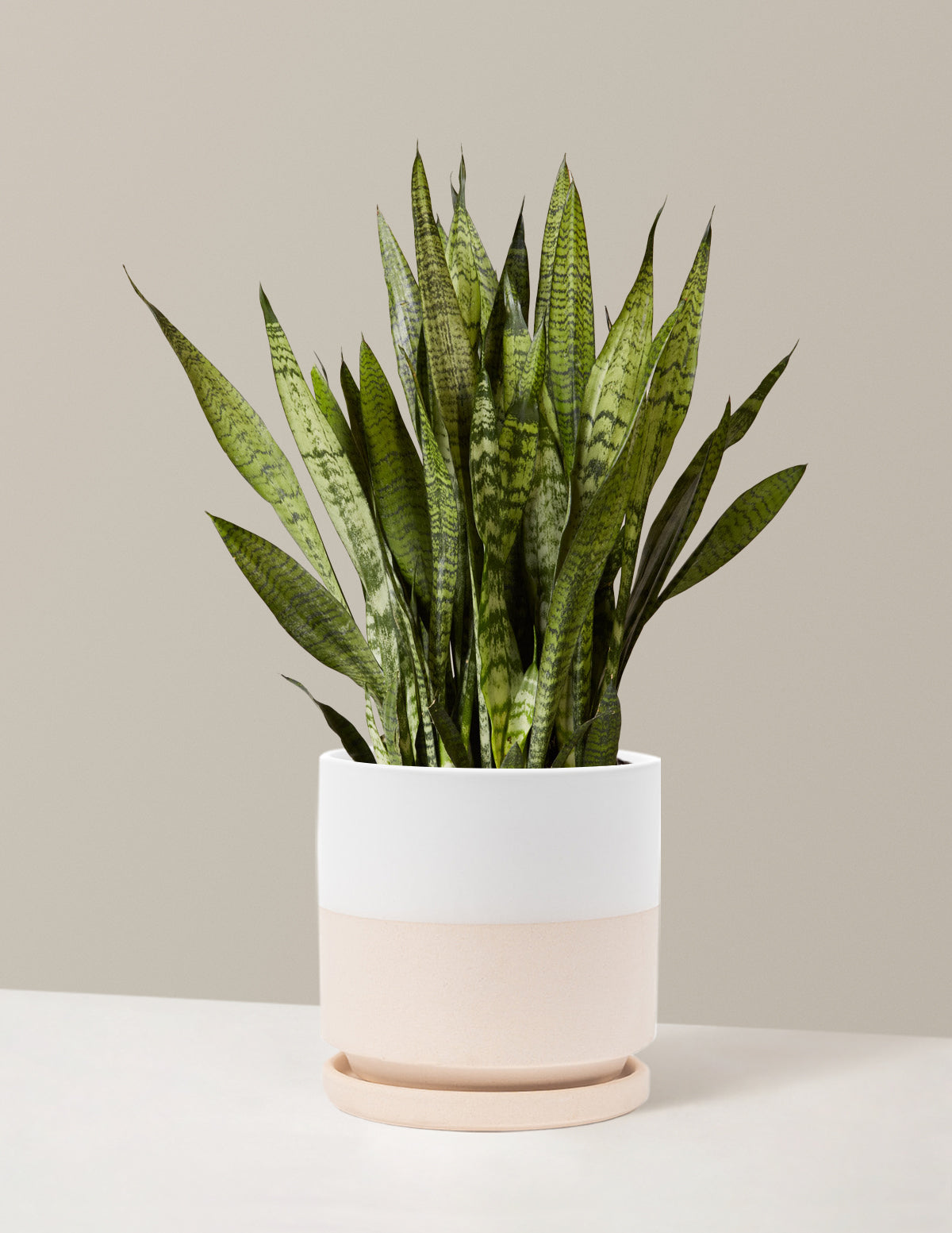 Paşa Kılıcı (Snake Plant) Zeylanica