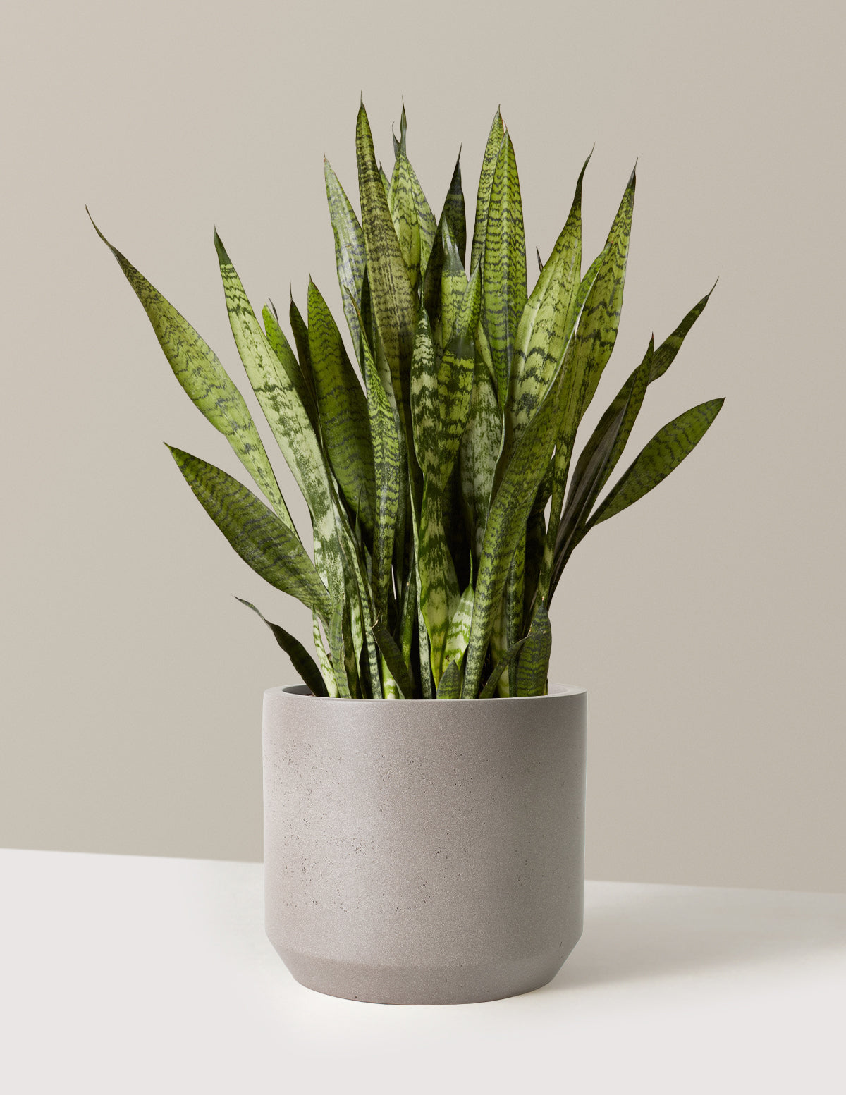 Paşa Kılıcı (Snake Plant) Zeylanica