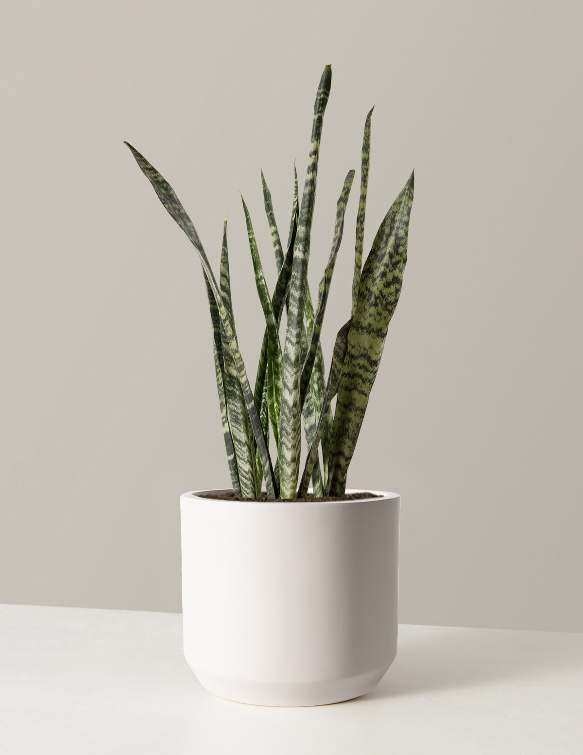 Büyük Boy Snake Plant 'Black Coral'
