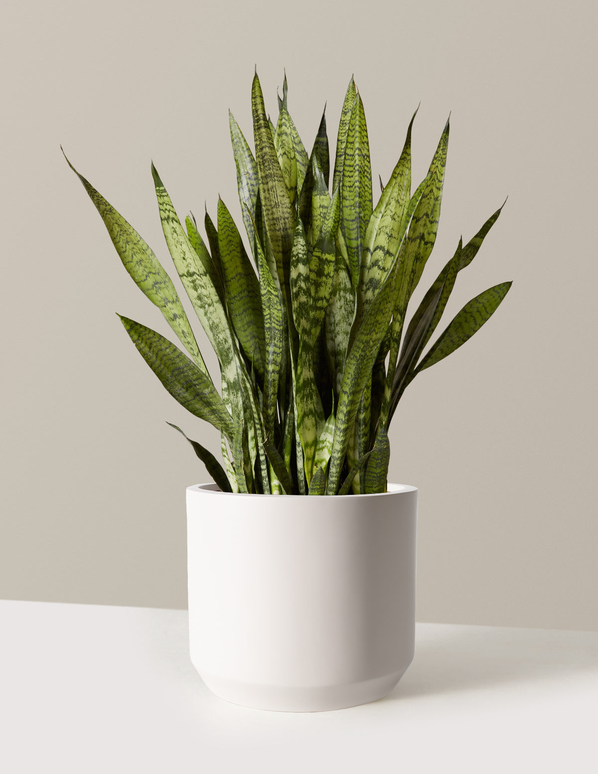 Paşa Kılıcı (Snake Plant) Zeylanica