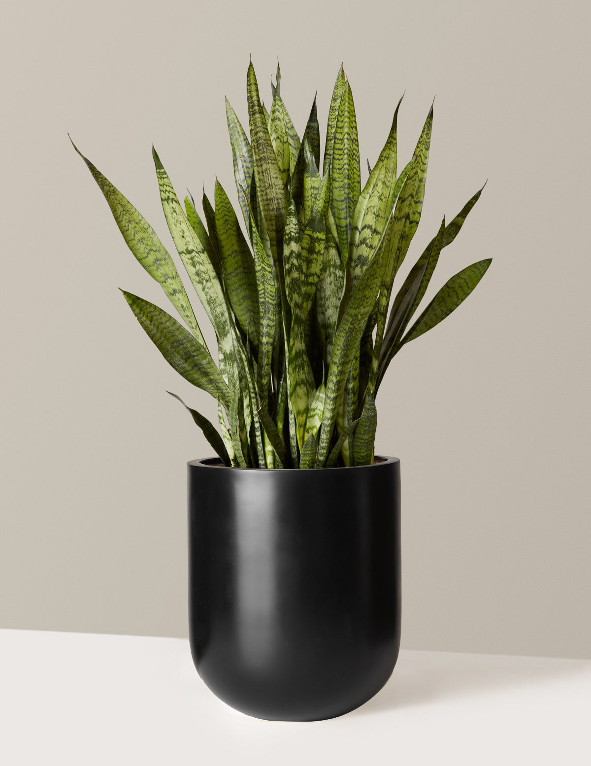 Paşa Kılıcı (Snake Plant) Zeylanica