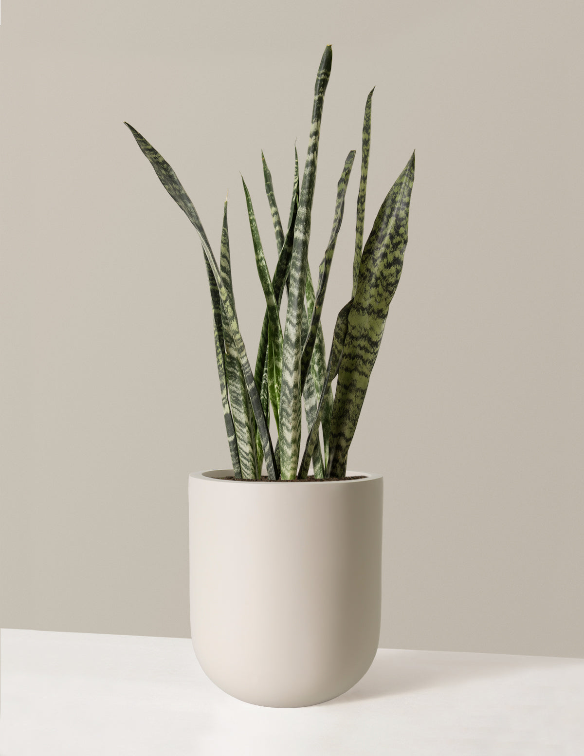 Büyük Boy Snake Plant 'Black Coral'