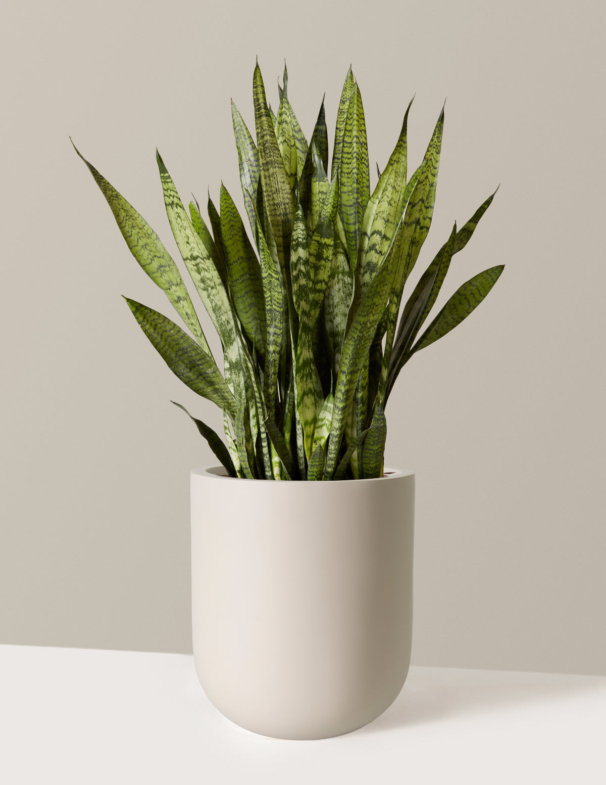 Paşa Kılıcı (Snake Plant) Zeylanica