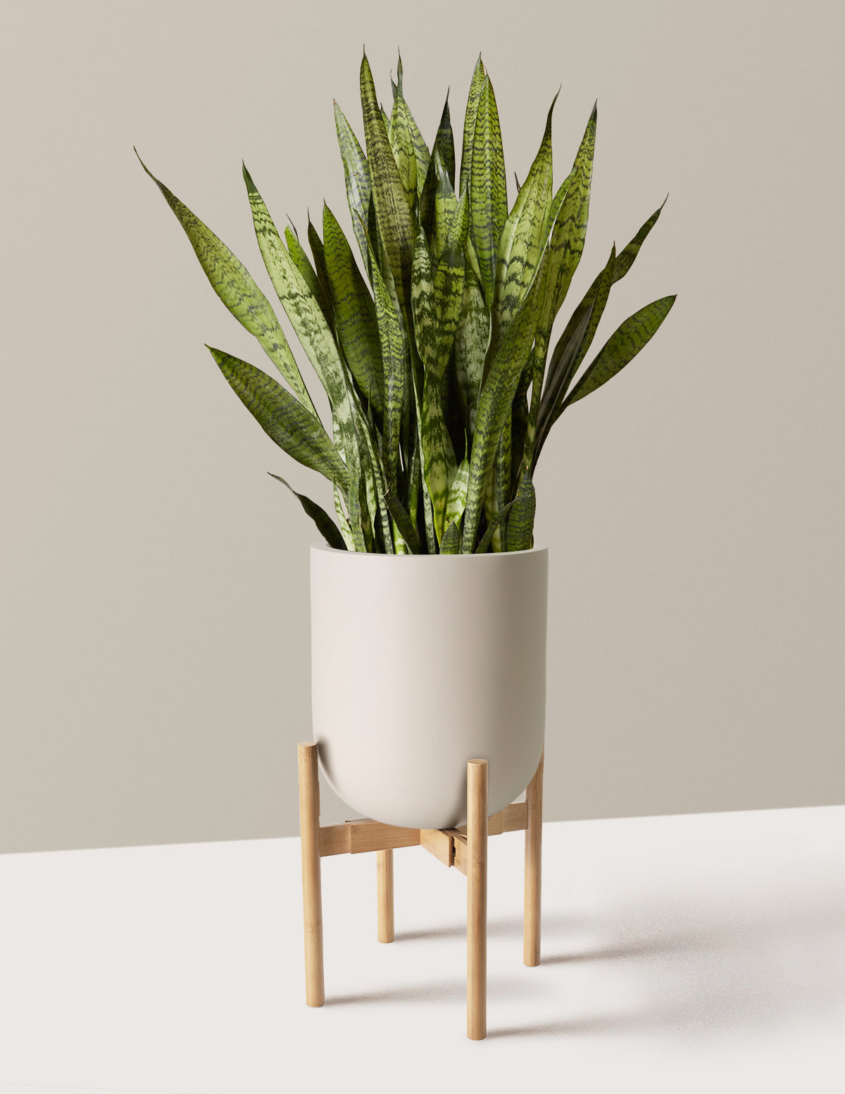 Paşa Kılıcı (Snake Plant) Zeylanica