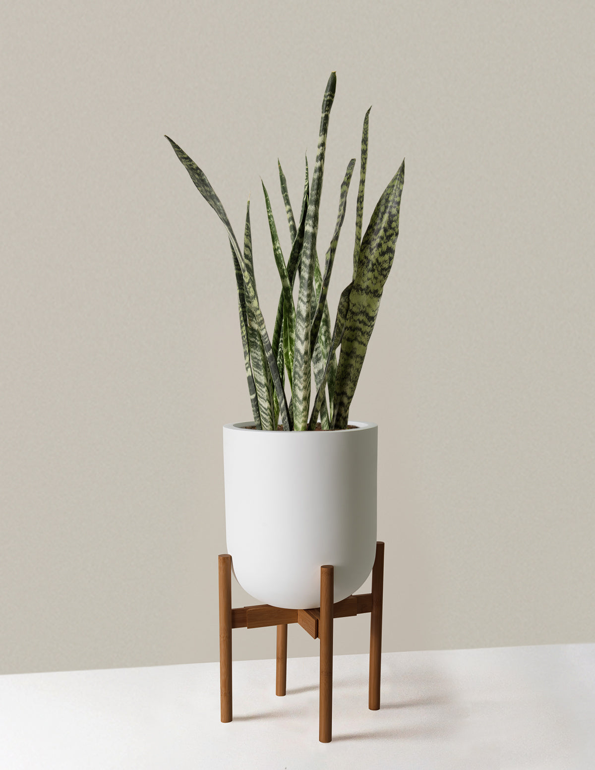 Büyük Boy Snake Plant 'Black Coral'
