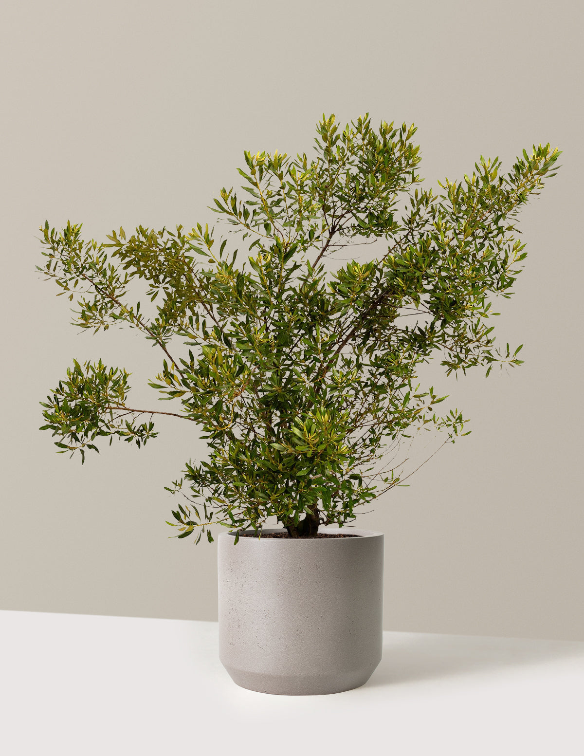 Southern Wax Myrtle (Güney Mumu Mersini)
