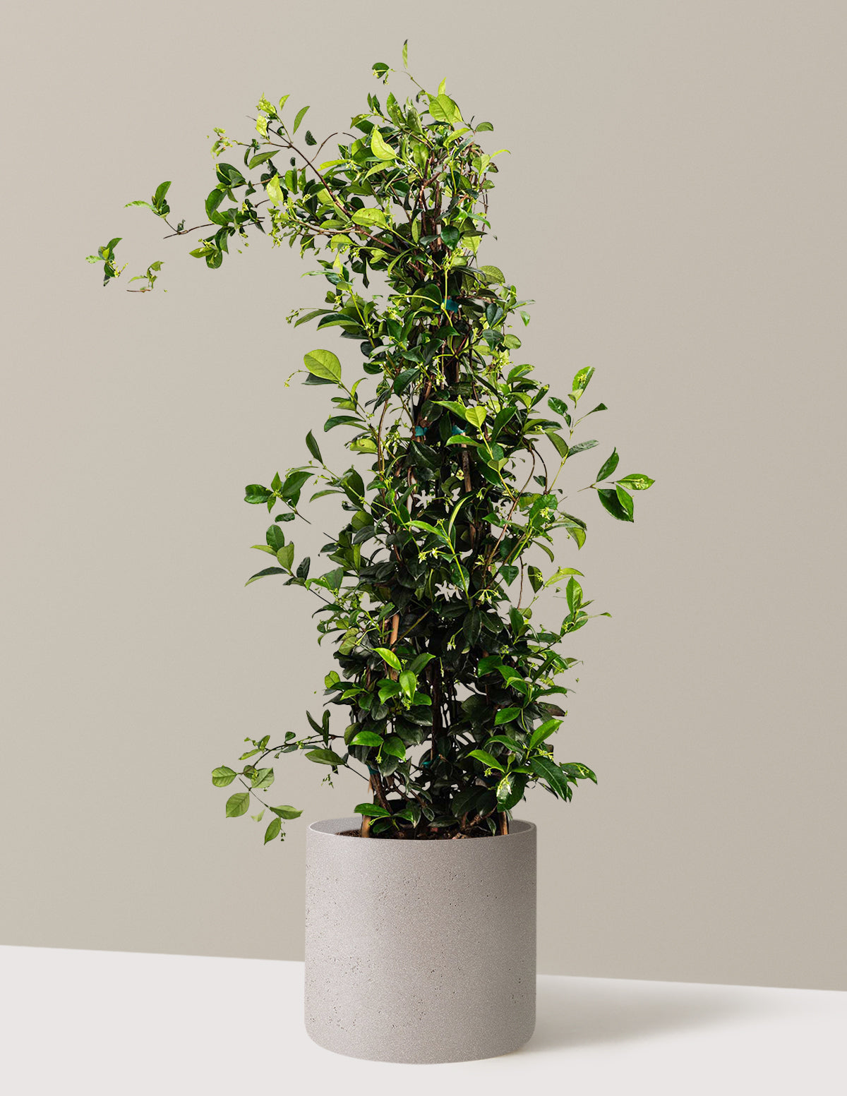 Yıldız Yasemini (Star Jasmine)