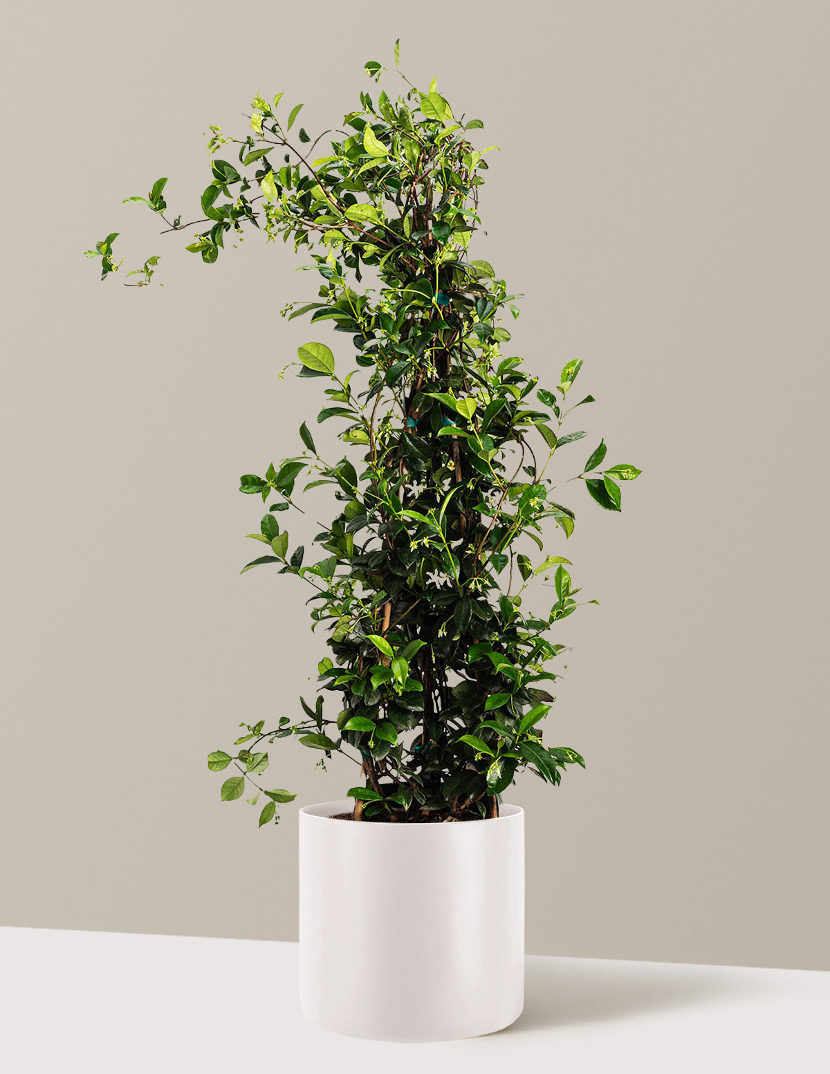 Yıldız Yasemini (Star Jasmine)