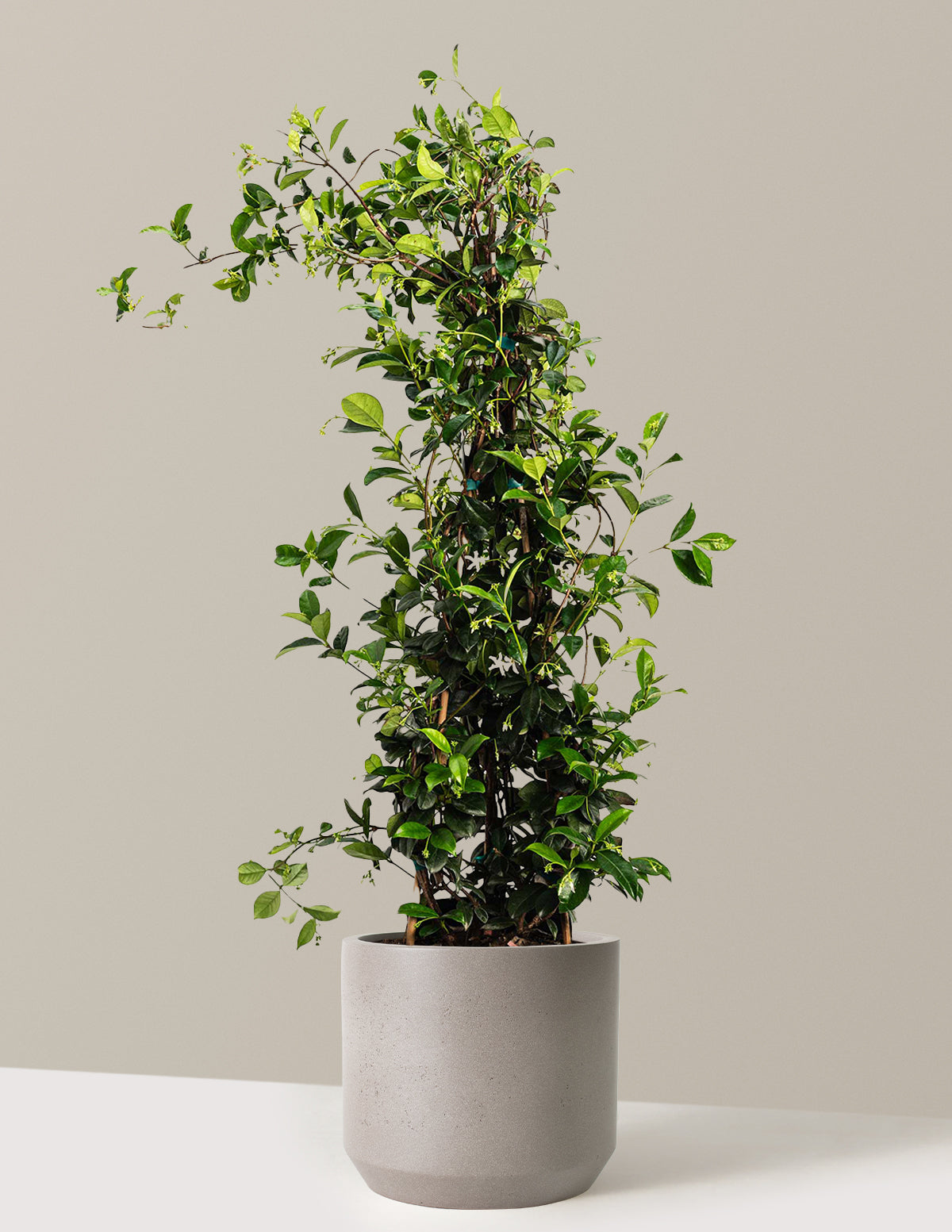 Yıldız Yasemini (Star Jasmine)