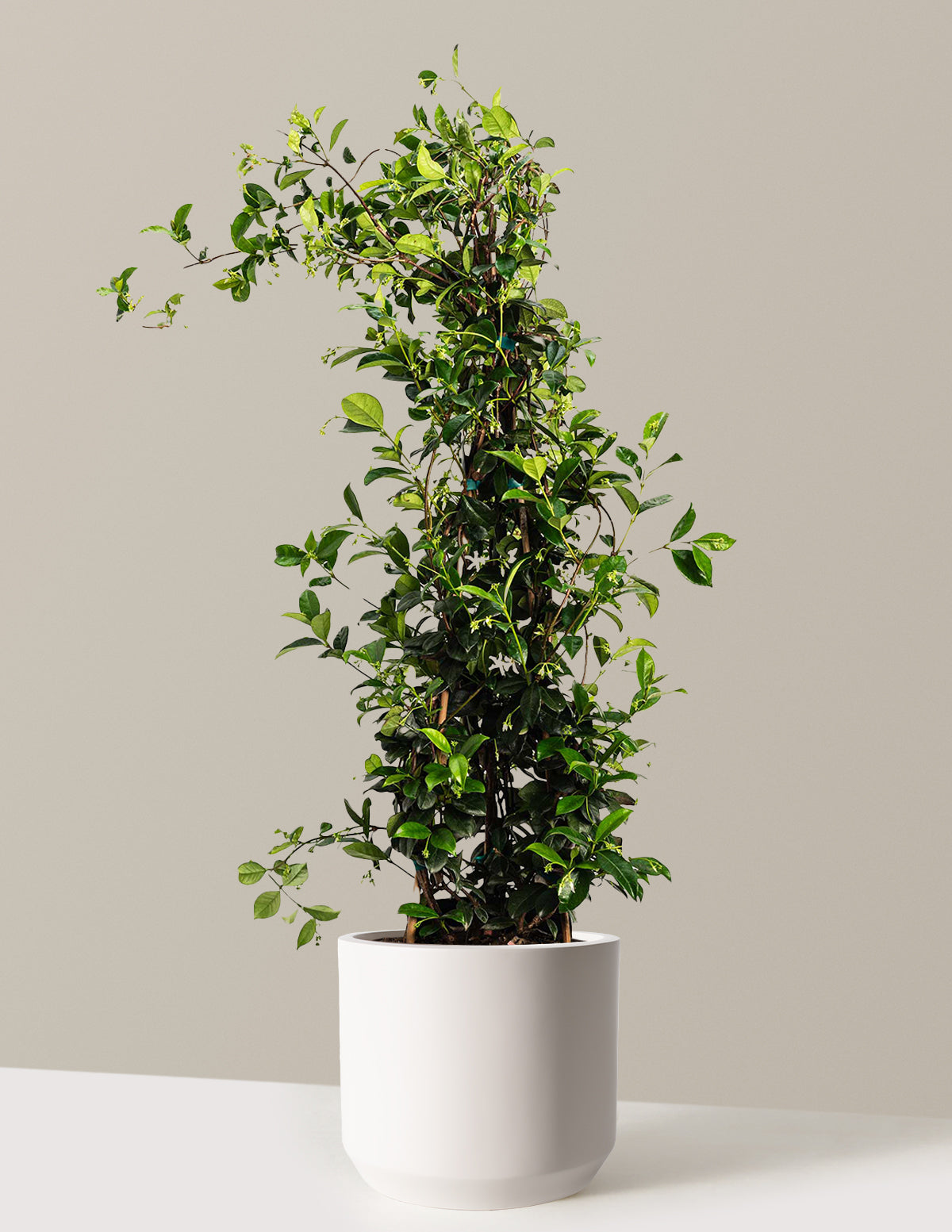 Yıldız Yasemini (Star Jasmine)