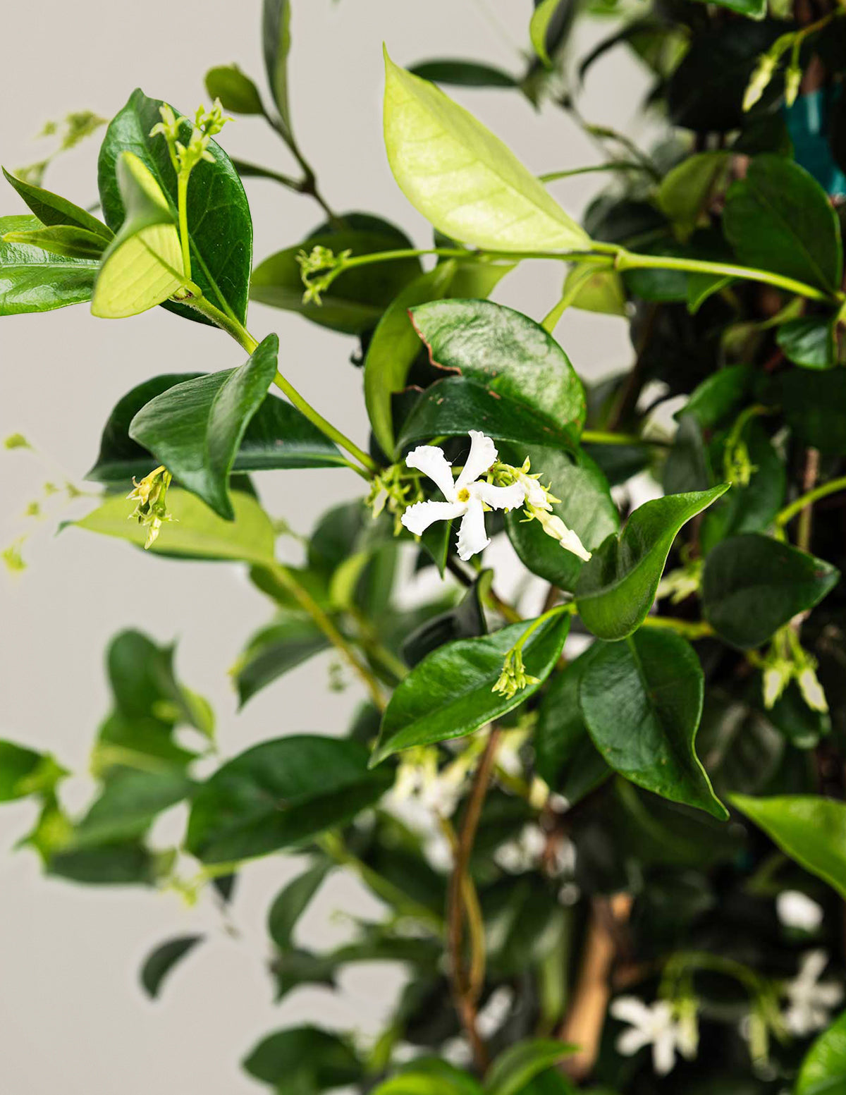 Yıldız Yasemini (Star Jasmine)