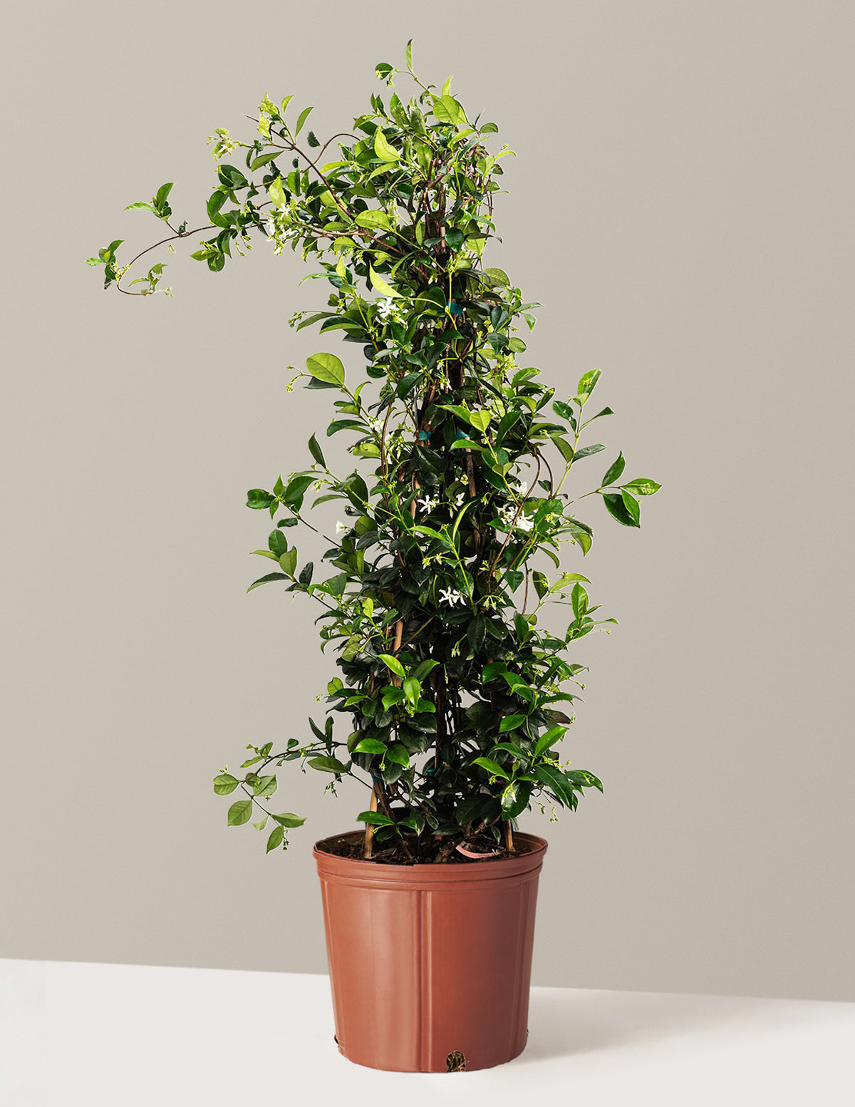 Yıldız Yasemini (Star Jasmine)