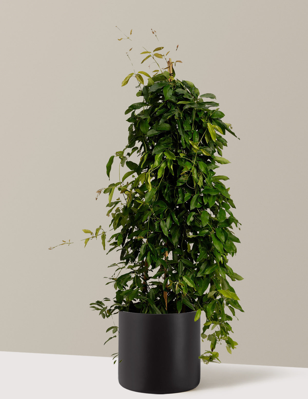 Tangerine Beauty Crossvine (Turuncu Trompet Sarmaşığı)