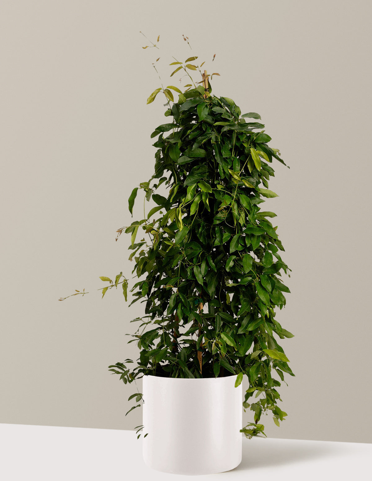 Tangerine Beauty Crossvine (Turuncu Trompet Sarmaşığı)