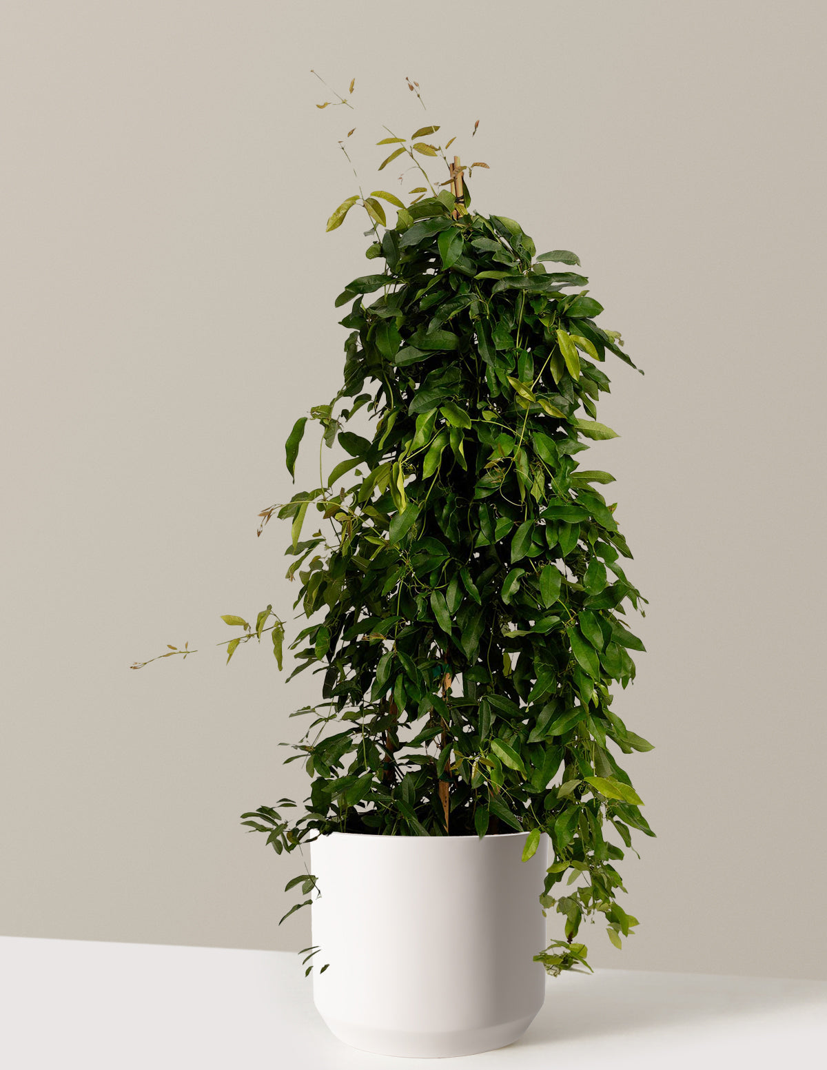Tangerine Beauty Crossvine (Turuncu Trompet Sarmaşığı)