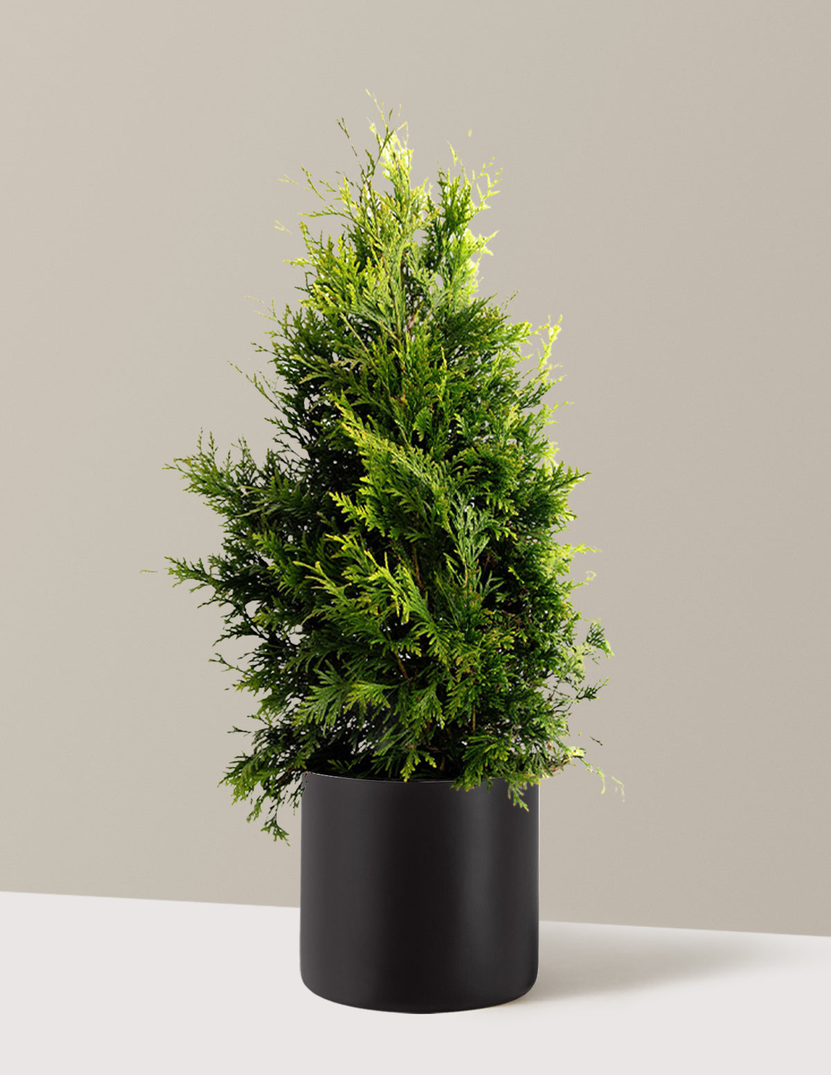 Thuja Green Giant (Dev Mazı)