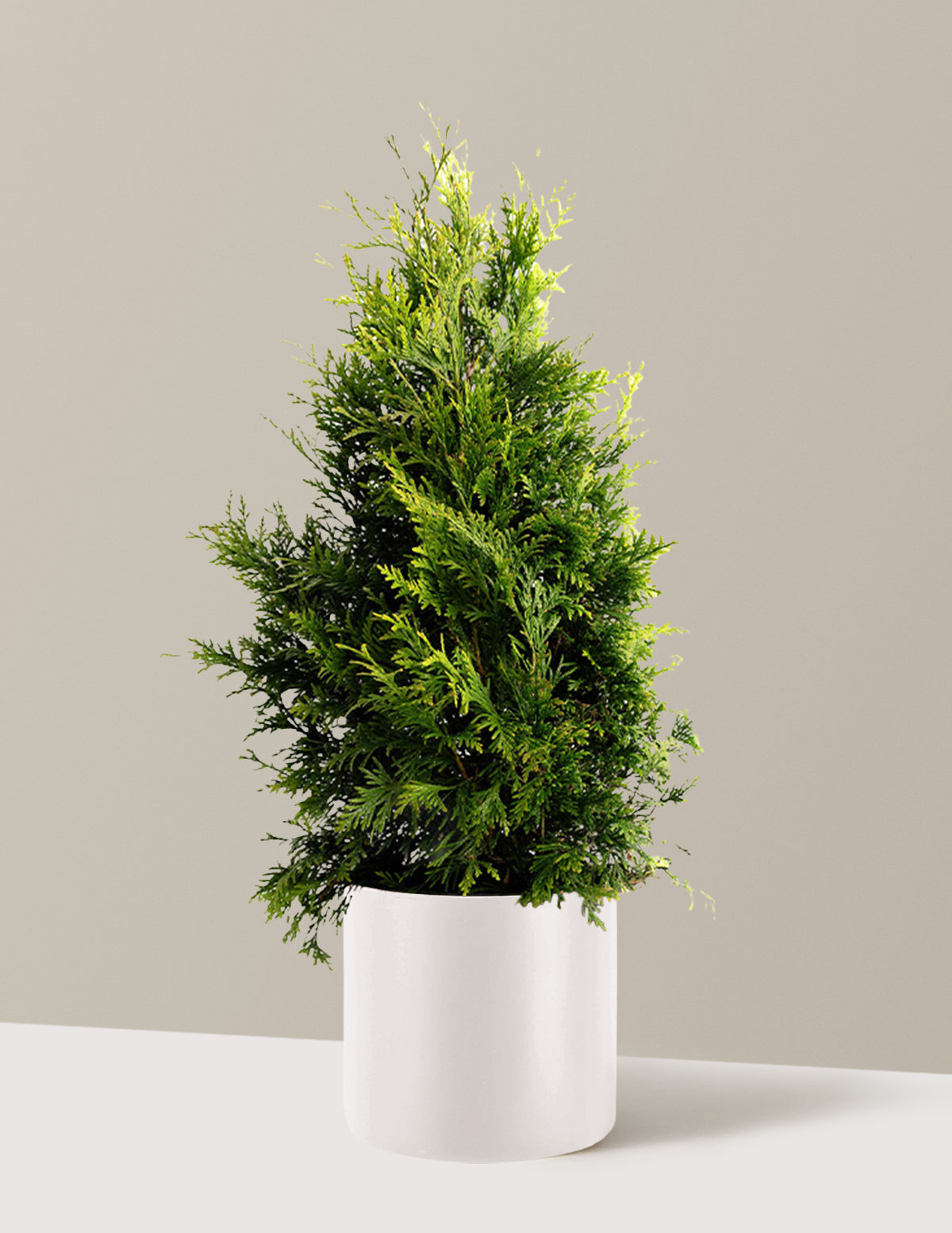 Thuja Green Giant (Dev Mazı)