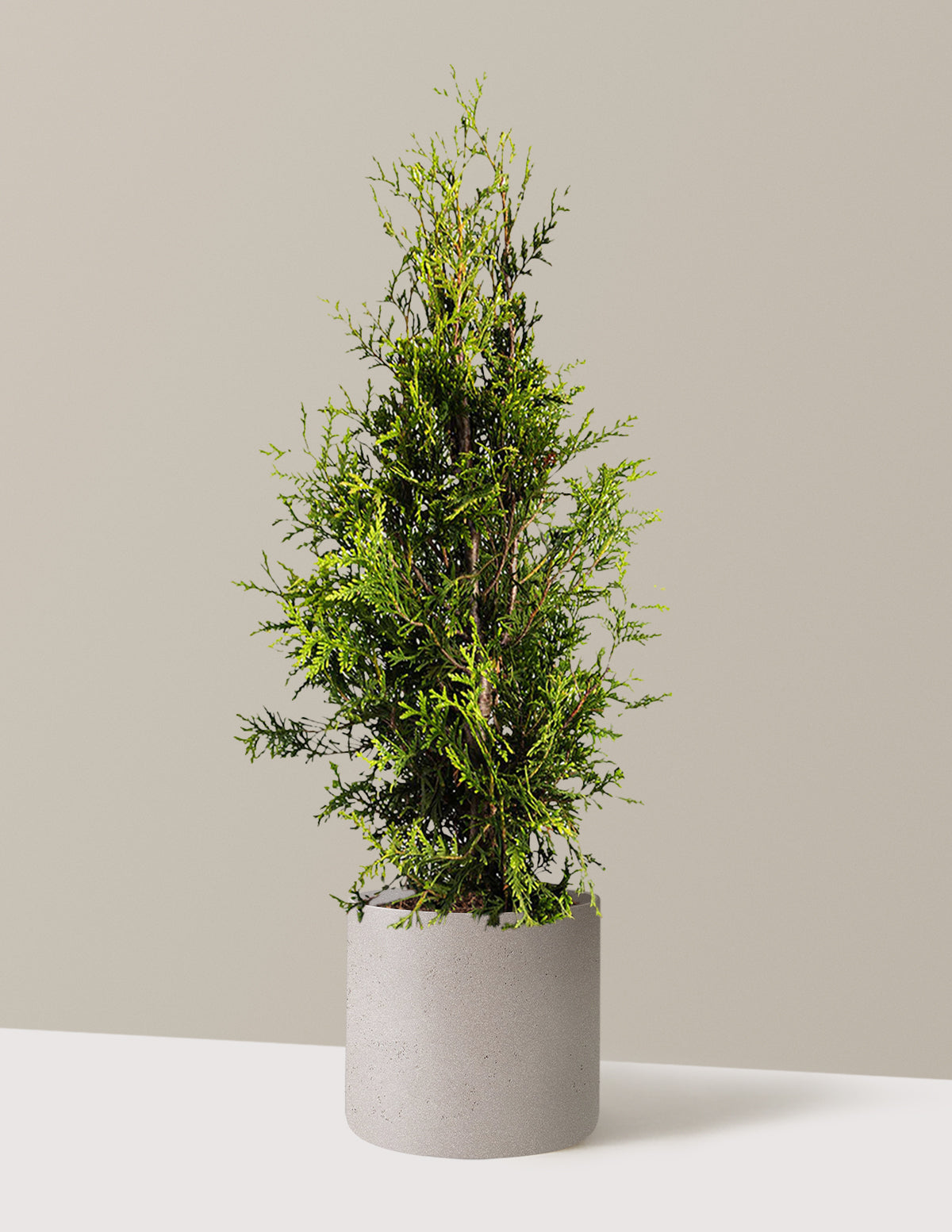 Thuja Green Giant (Dev Mazı)