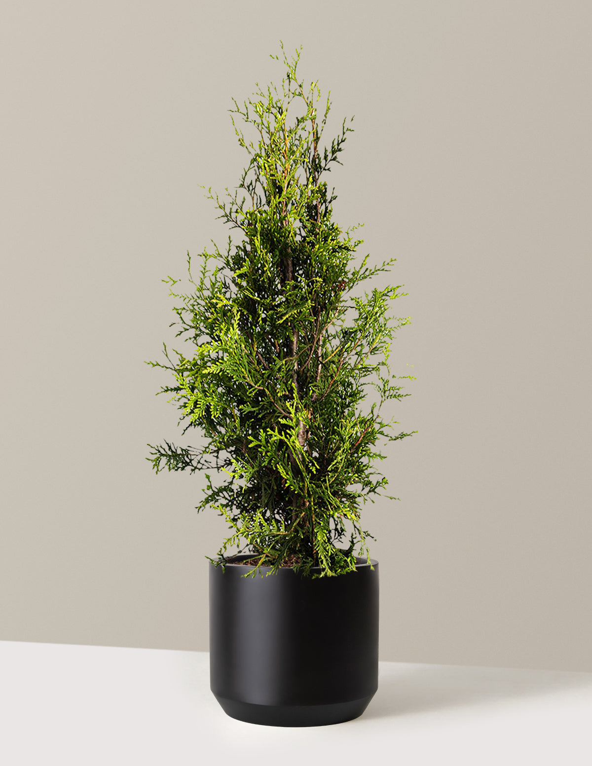 Thuja Green Giant (Dev Mazı)
